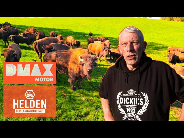 Bison-Fleisch aus Bayern | Helden der Landwirtschaft | DMAX Motor