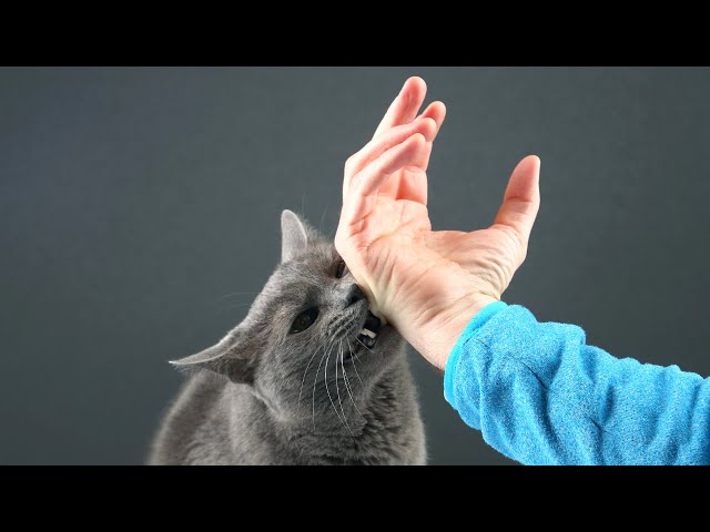 5 big reasons why your cat is biting you 🔥
