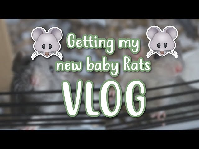 🐭 GETTING MY NEW BABY RATS 🐭 | VLOG
