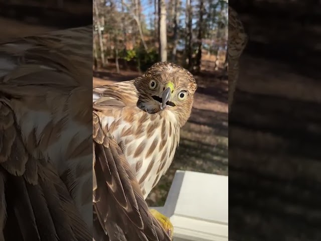 Hawk Makes HILARIOUS Face After Being Rescued! #Birds #Shorts #Pets