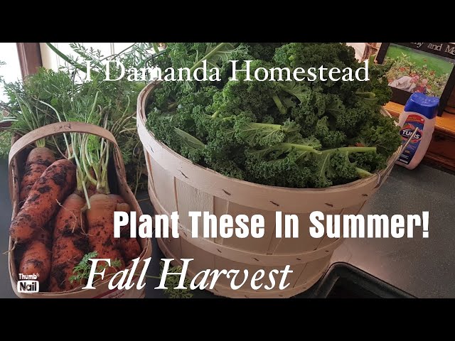 Top 10 Vegetables to Plant in Mid Summer for a Fall Harvest, Getting Started!