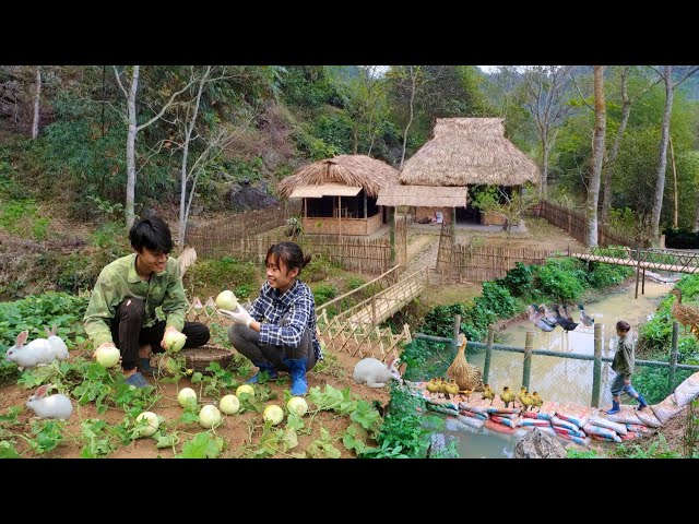 Full Video : 60 days to build a new life, harvest melons, block streams to make fish ponds.