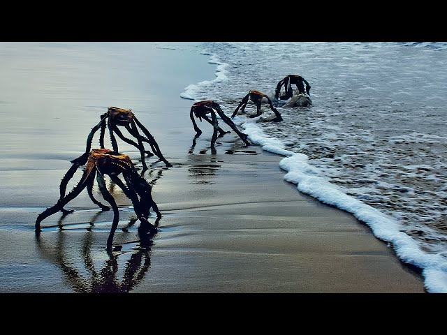This Man's Camera Caught Some Creatures Crawling out of the Ocean