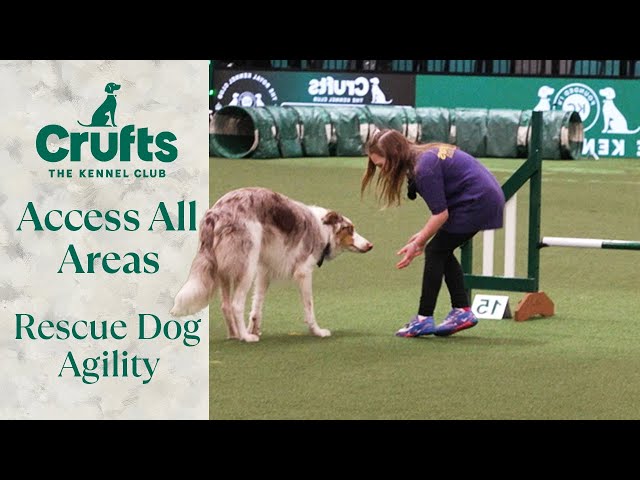 Access All Areas: Rescue Dog Agility 🐶 | Crufts 2024