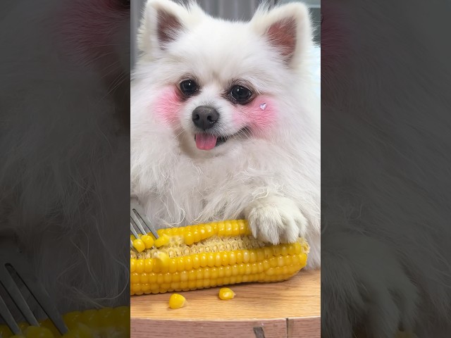 Nico’s hand-made popcorn! #dog #smartnico #nico #funny #pets