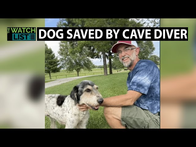 Dog Saved From Cave After Months Of Being Missing