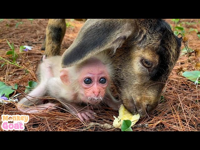 Cute baby monkey learn to eat banana