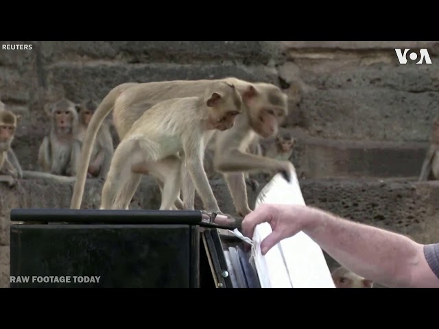 Pianist performs concert for monkeys in Thailand