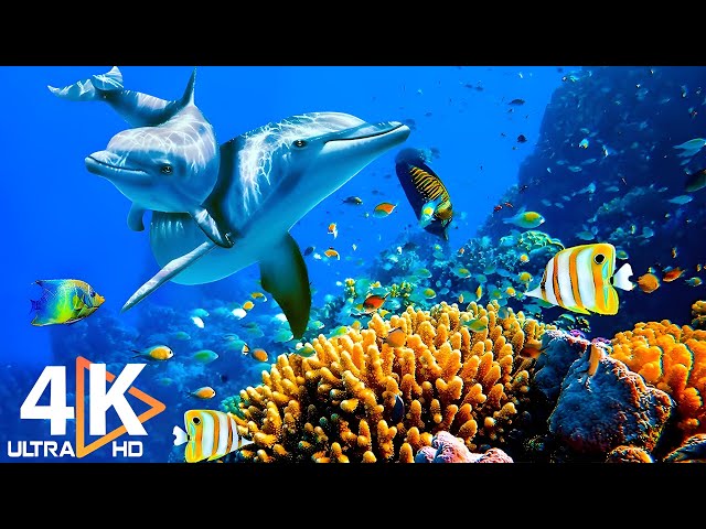 THE DEEP OCEAN | 4K TV ULTRA HD / Full Documentary - Beautiful Coral Reef Fish Video - Stress Relief