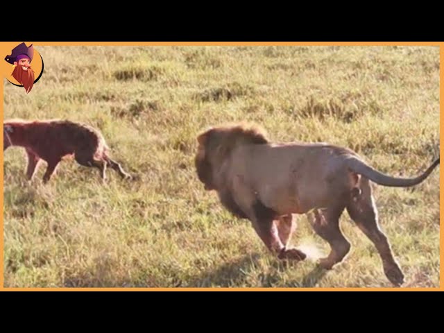 The Most Brutal Fights Between Lion And Wild Animals!