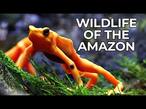 World of the Wild | All Episodes | Free Documentary Nature