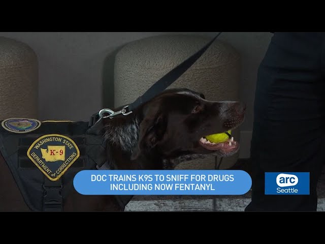 How police K9s are trained to sniff out drugs | ARC Seattle