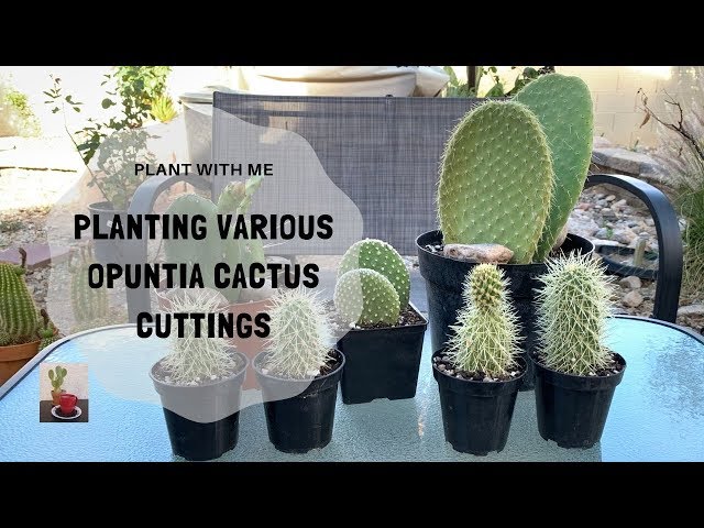 Tips on Potting a Cactus (Planting Various Opuntia Cuttings)