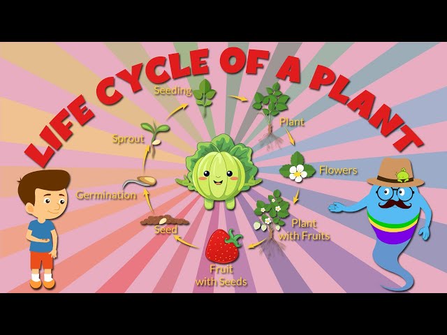 life cycle of plants for kids - Stages of Plant Life Cycle - Learning Junction