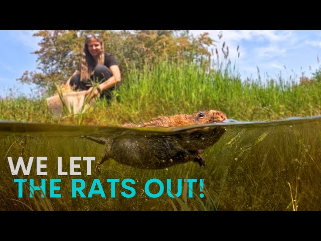We released 204 water rats & they've gone absolutely wild