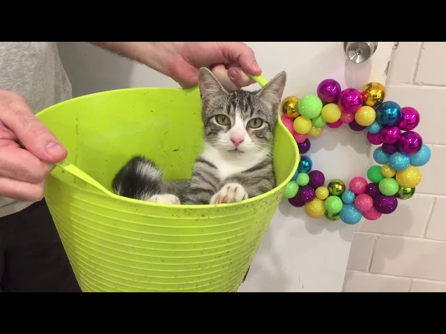 Loki in a bucket