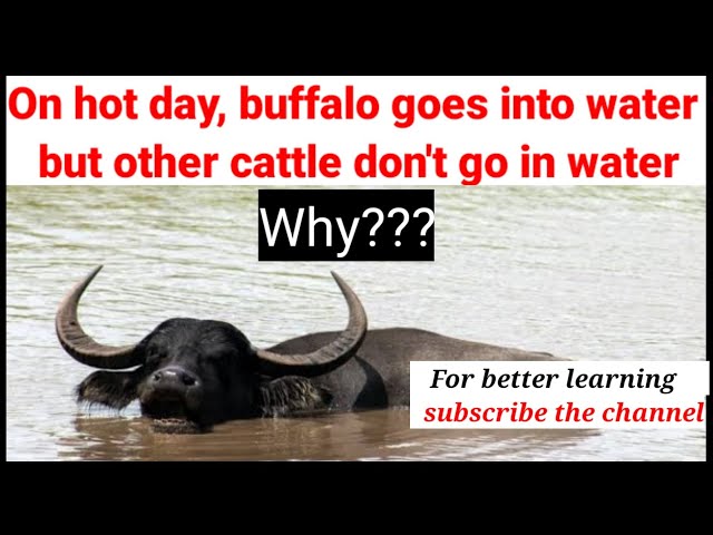 Why buffalo goes into water?|domestic animals| cow| goat| mammal| NEET| MDCAT