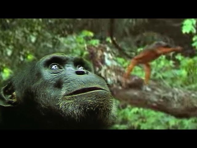 The Chimpanzee's Monkey Ambush | Predators | BBC Earth