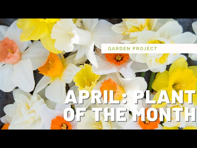 Plant of the Month: April 🌷