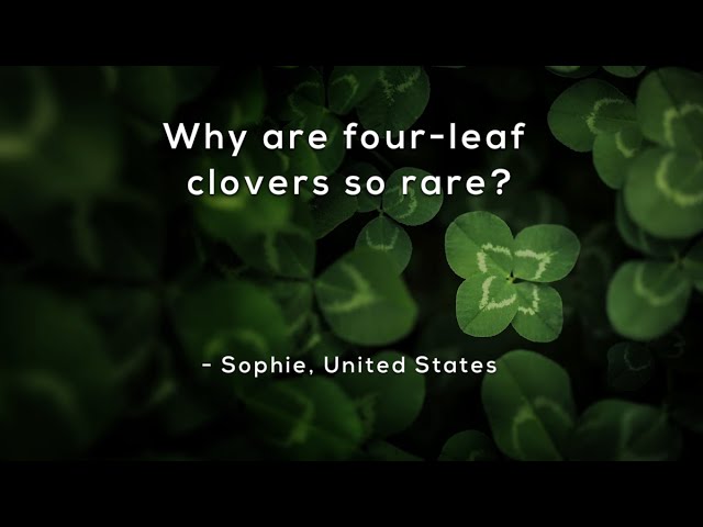 Why are four-leaf clovers so rare?