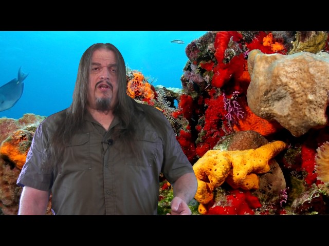 Systematic Classification of Life - ep4, Eumetazoa