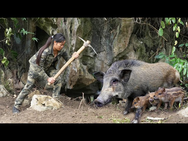 Breathtaking! Explore the Wild Boar Territory and the Wild Boar Trap Scene/ Full Video