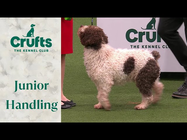 These dogs are adorable!!! 🐶 International Junior Handling Competition Part 1 | Crufts 2024