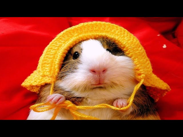 Hamsters Doing Funny Things! Best Hamsters Compilation!
