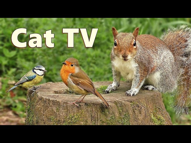 Videos for Cats to Watch ~ Woodland Birds and Squirrels Delight