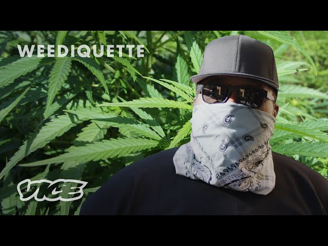 How I Smuggle Weed From California to New York | WEEDIQUETTE