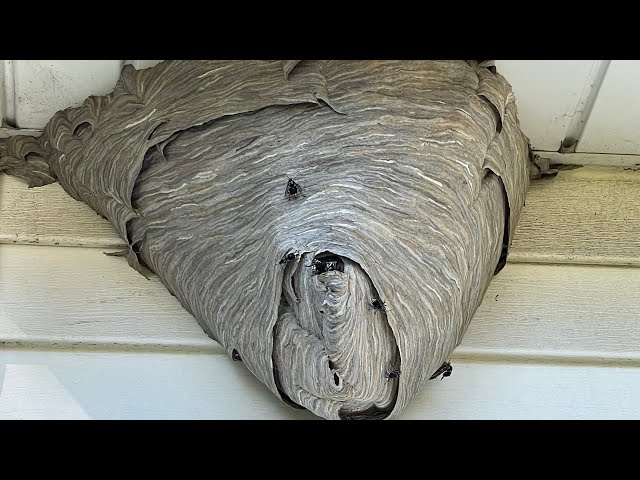 Gorilla glue spray adhesive vs huge hornet nest amazing results must see!!
