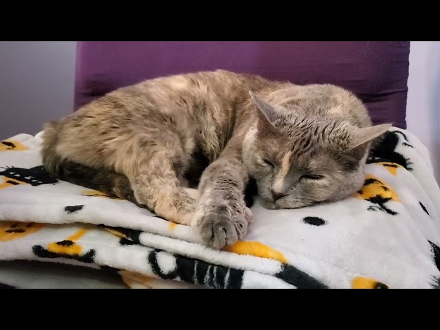 Sleepy Saturday Rainstorms and Cozy Cat Naps
