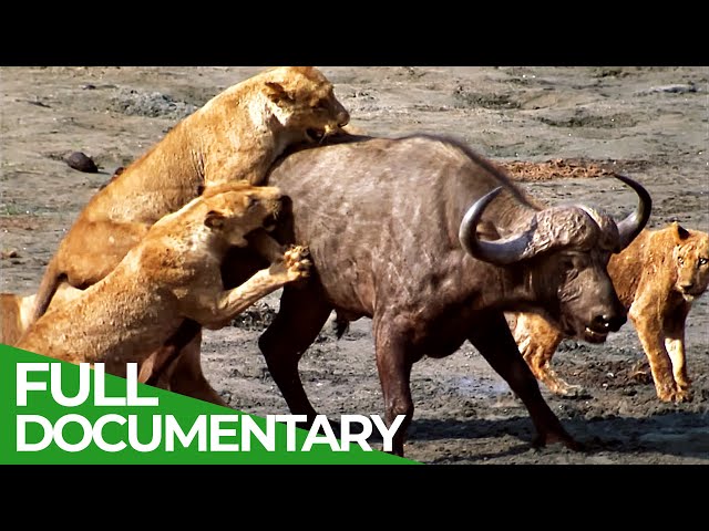 Predator's Playground - A Struggle for Life & Death | Free Documentary Nature