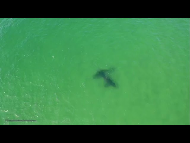 White Shark Interaction Off Chatham, MA