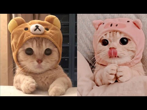 The cutest cat videos on the internet || cats || video 2022 compilation. @Active Animals