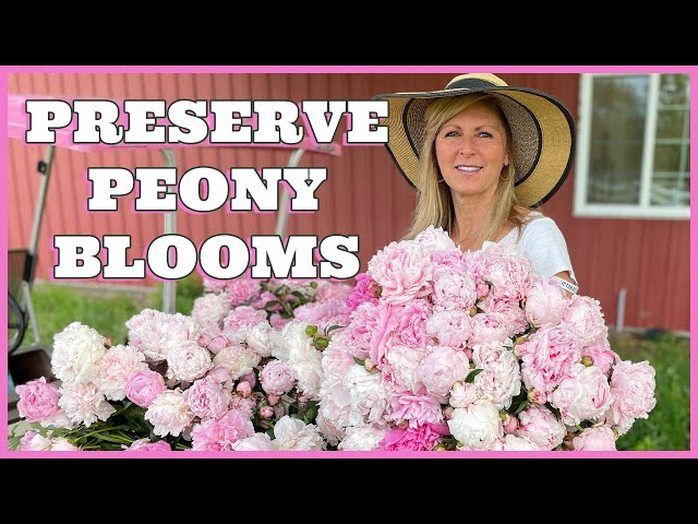 Gardening Hacks - Preserve Peony Flowers  for Longer Lasting Blooms