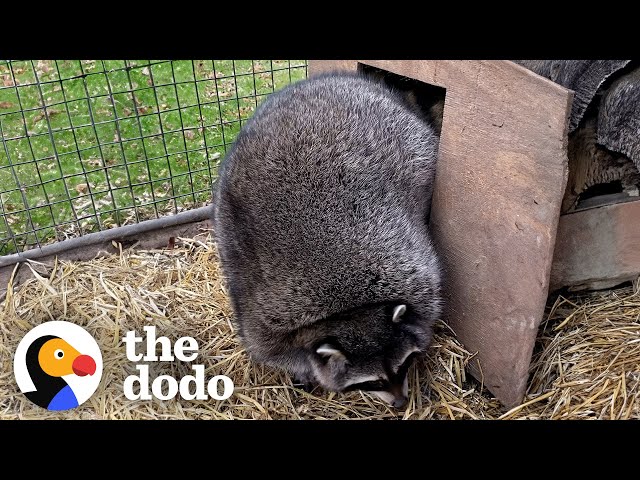 Obese Raccoons Go On A Diet — And It Works! | The Dodo