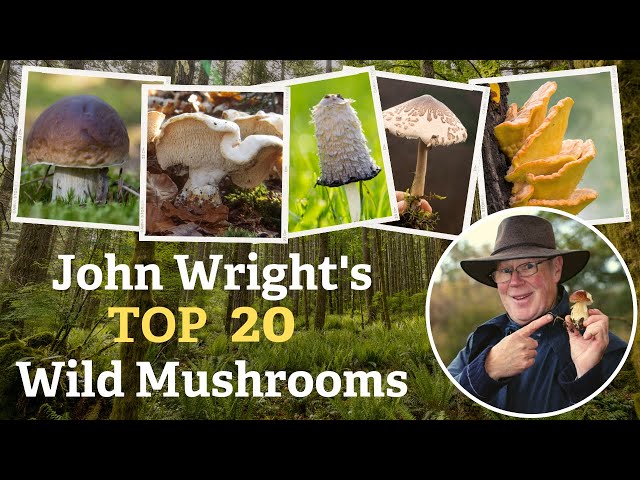 John Wright's Top 20 Mushrooms (Wild Food & Foraging)