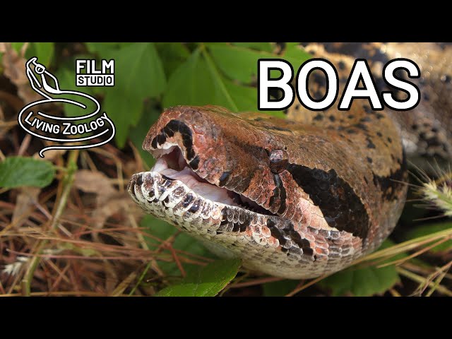 Boa imperator, big constrictor snake, Tree boas, Corallus, Dumeril's boa, Acrantophis, booid snakes
