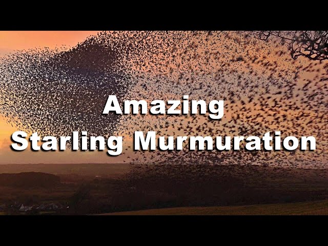 Murmuration of Starlings in Cornwall in HD - WOW Starling Birds Flocking Together