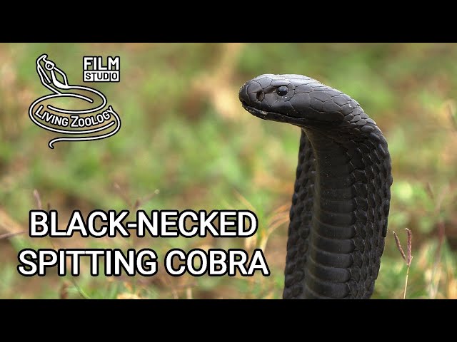 Deadly venomous Black-necked spiting cobra (Naja nigricollis), wild snake in Kenya, black snake