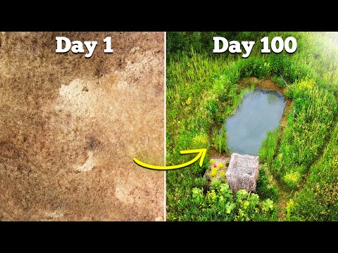 I Built a Wildlife Pond - here's what happened