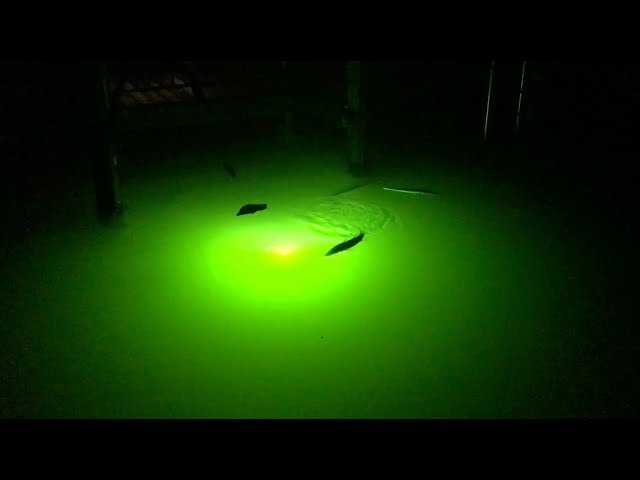 Fishing Snook Lights: Best Lures & Tactics For Catching Snook At Night