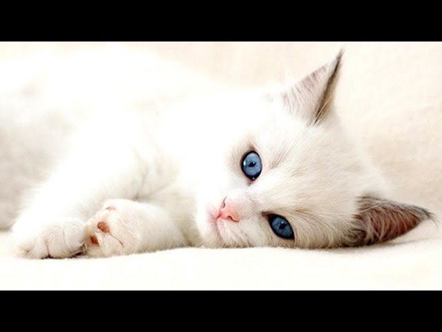 Cute Kittens - Cutest Turkish Angora Kittens!