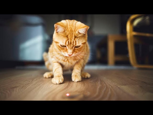 Funny Cats Chasing Laser Pointers - Epic Laugh