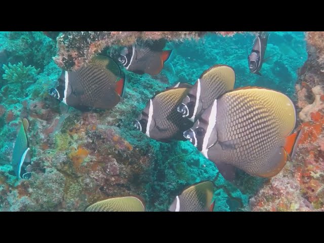 DIVING IN THE INDIAN OCEAN    A 90 MINUTE UNDERWATER RELAXATION VIDEO