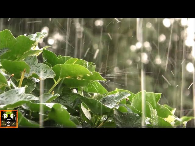Loud Rain Sounds with Heavy Raindrops on Leaves | Relaxing Rain for Sleep, Study and Relaxation
