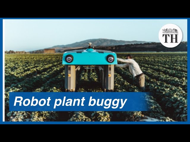 A robot plant buggy that scans crops and collects data