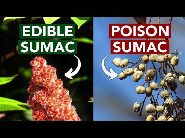 Edible vs. Poison Sumac — Learn The Difference