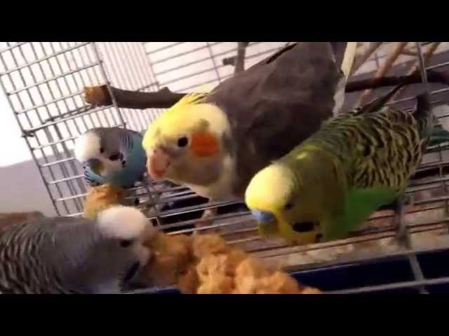 Parakeets eat millet